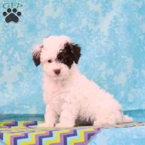 Chocolate, Toy Poodle Puppy